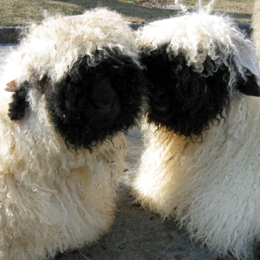 Meet your Posher, Your